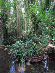 Место, где водится много-много больших черепах. И не только