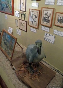 Место, где водится много-много больших черепах. И не только