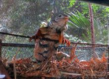 Место, где водится много-много больших черепах. И не только