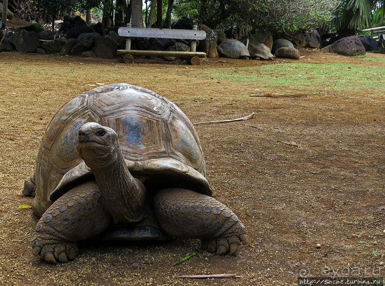 Место, где водится много-много больших черепах. И не только