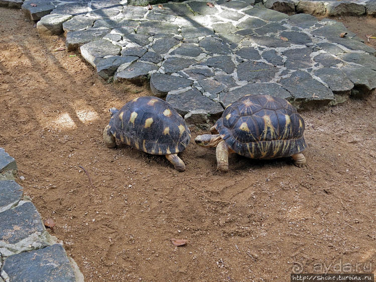 Место, где водится много-много больших черепах. И не только