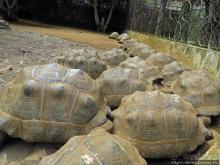 Место, где водится много-много больших черепах. И не только