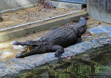 Место, где водится много-много больших черепах. И не только