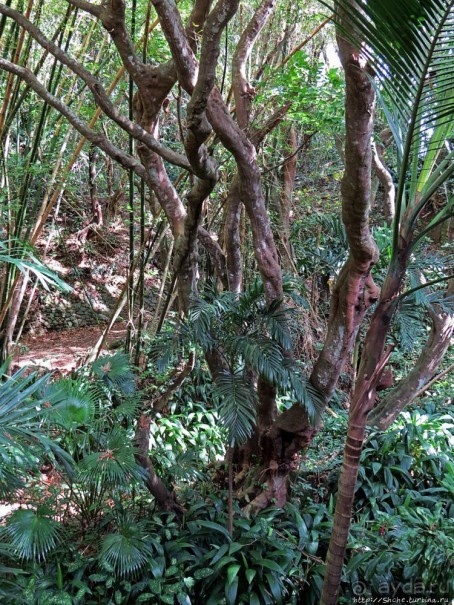 Место, где водится много-много больших черепах. И не только