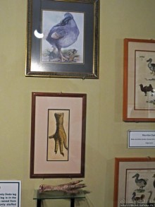 Место, где водится много-много больших черепах. И не только