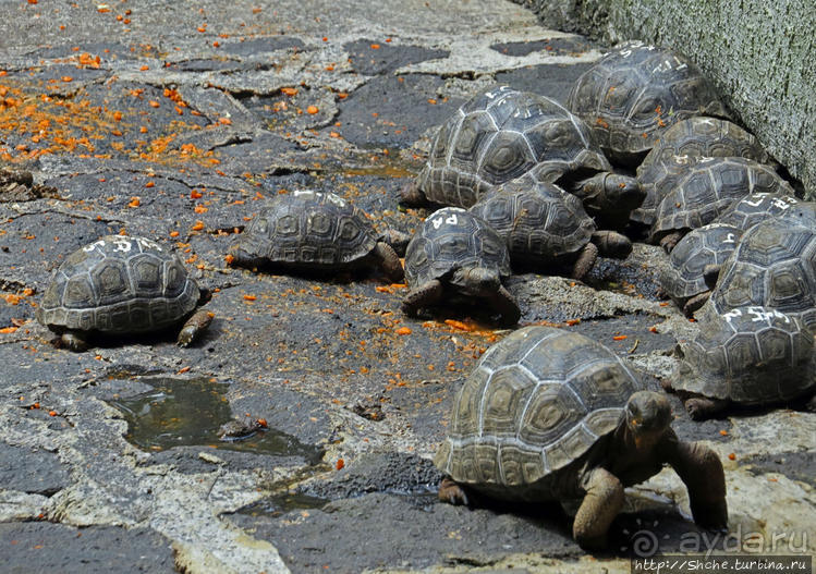 Место, где водится много-много больших черепах. И не только