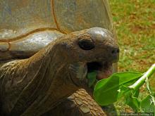 Место, где водится много-много больших черепах. И не только