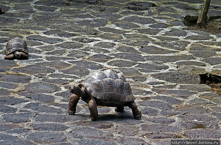 Место, где водится много-много больших черепах. И не только