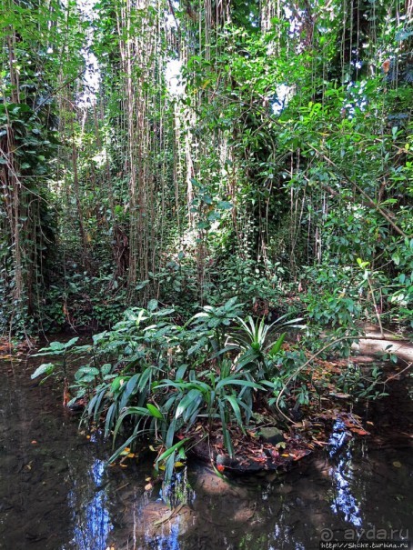 Место, где водится много-много больших черепах. И не только