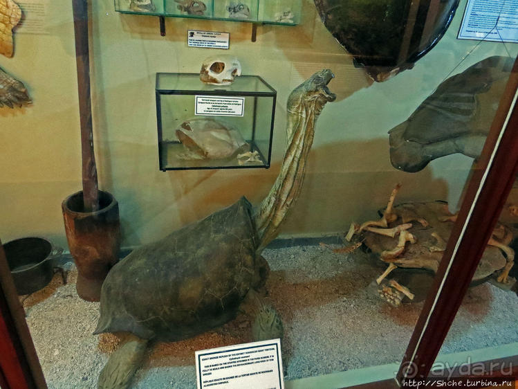 Место, где водится много-много больших черепах. И не только