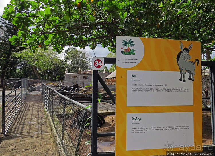 Место, где водится много-много больших черепах. И не только