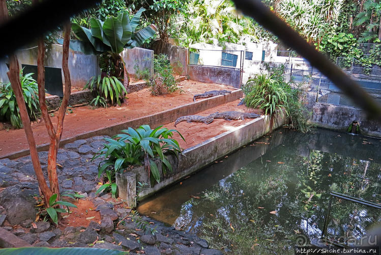 Место, где водится много-много больших черепах. И не только