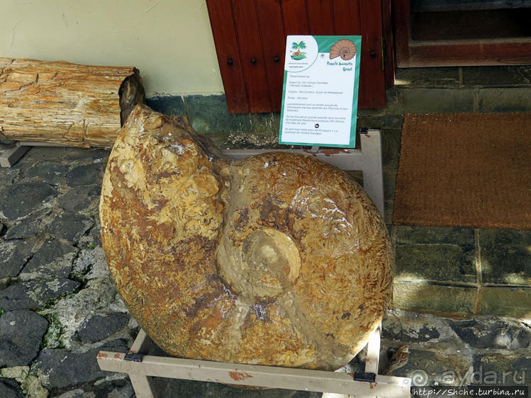 Место, где водится много-много больших черепах. И не только