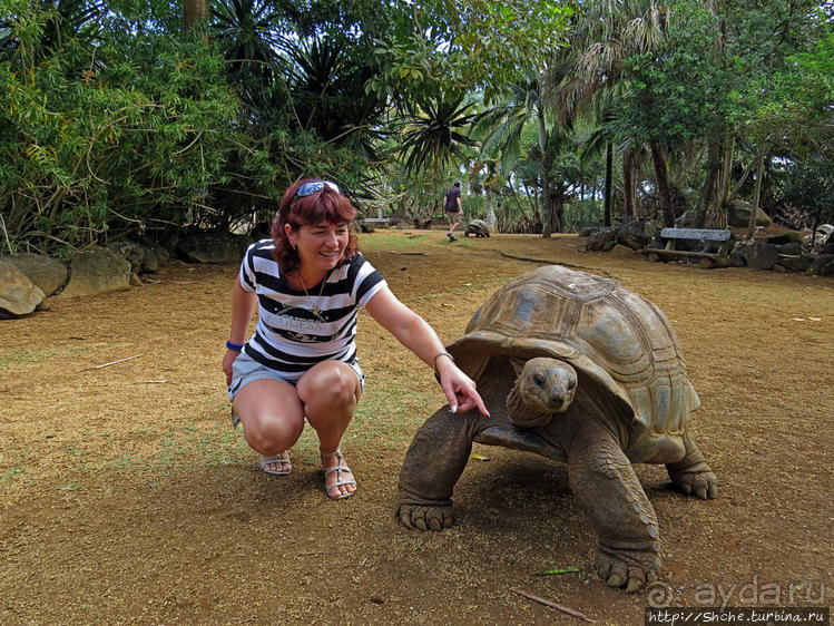 Место, где водится много-много больших черепах. И не только