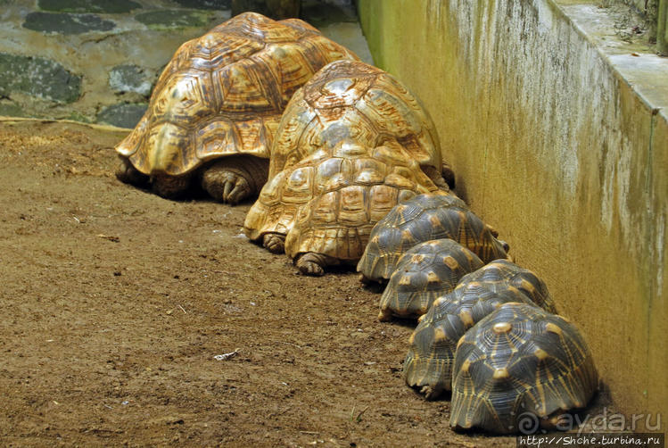 Место, где водится много-много больших черепах. И не только