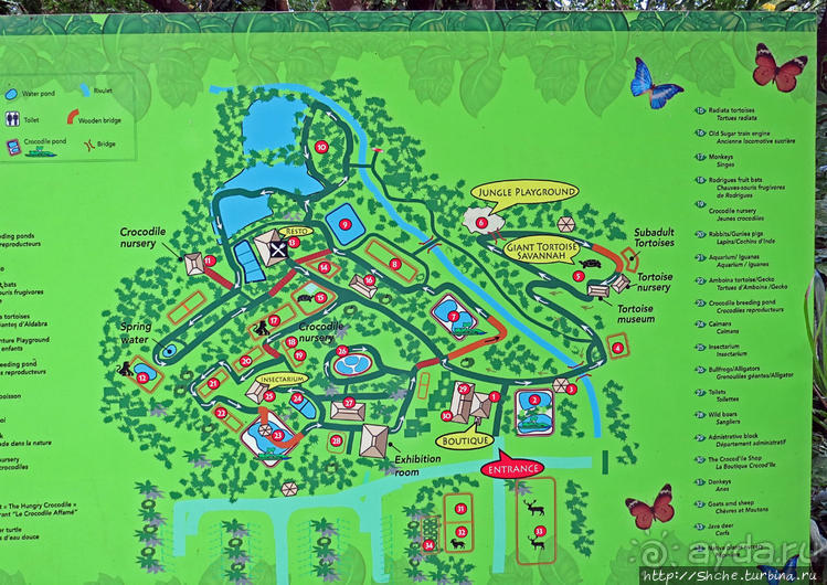 Место, где водится много-много больших черепах. И не только