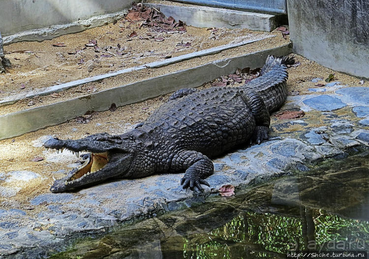 Место, где водится много-много больших черепах. И не только
