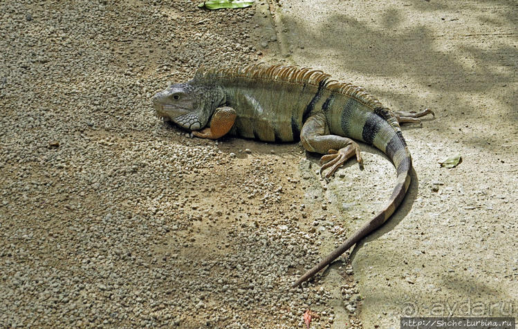Место, где водится много-много больших черепах. И не только