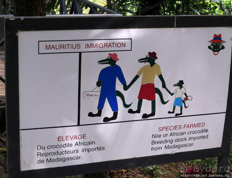 Место, где водится много-много больших черепах. И не только