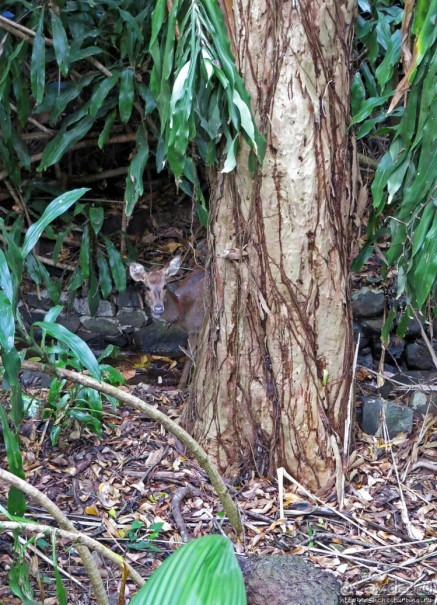 Место, где водится много-много больших черепах. И не только