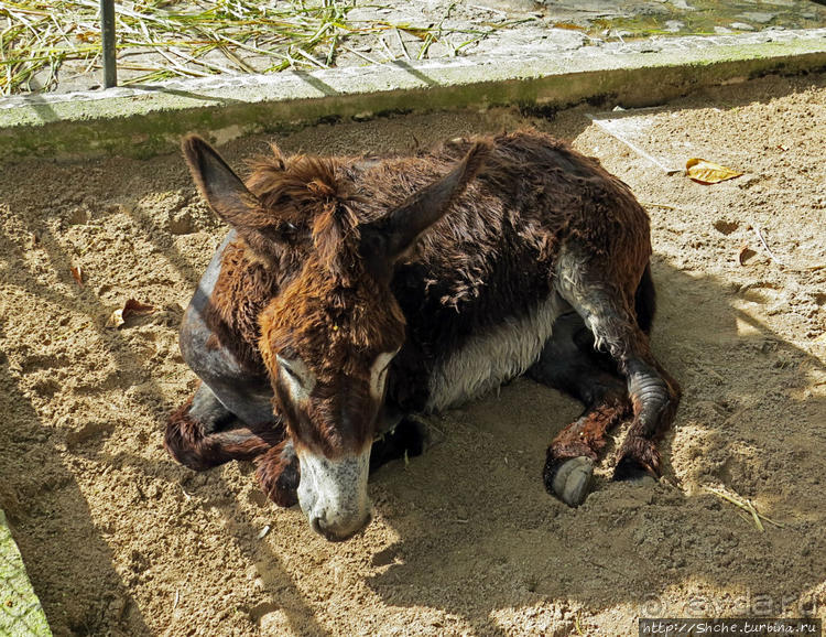 Место, где водится много-много больших черепах. И не только