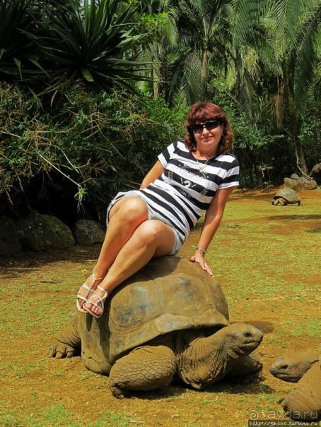 Место, где водится много-много больших черепах. И не только