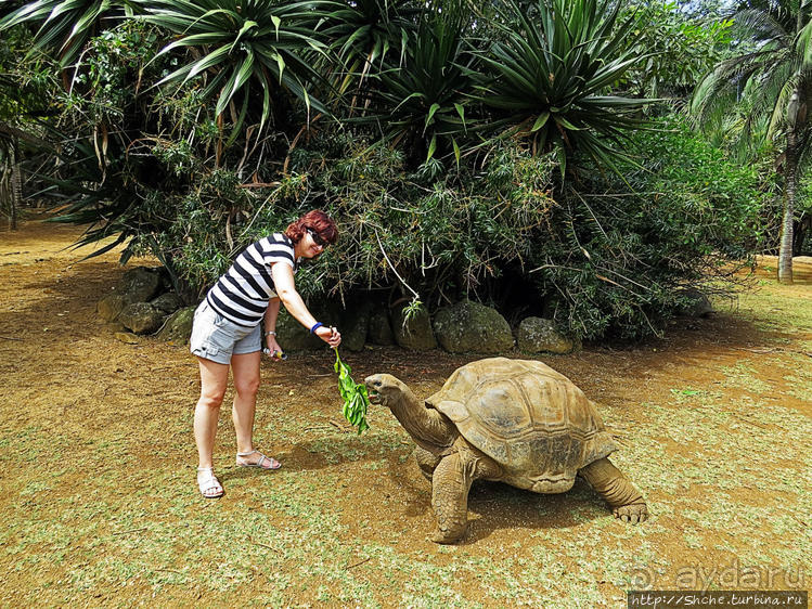 Место, где водится много-много больших черепах. И не только