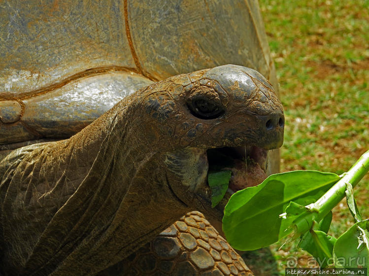 Место, где водится много-много больших черепах. И не только