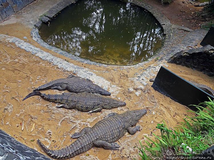 Место, где водится много-много больших черепах. И не только