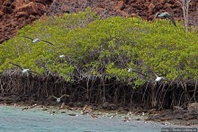 Остров Бальтра — воздушные ворота Галапагосов