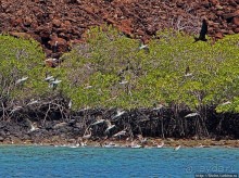 Альбом отзыва "Остров Бальтра — воздушные ворота Галапагосов"