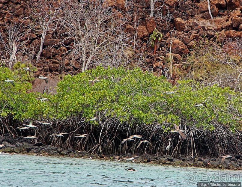 Остров Бальтра — воздушные ворота Галапагосов