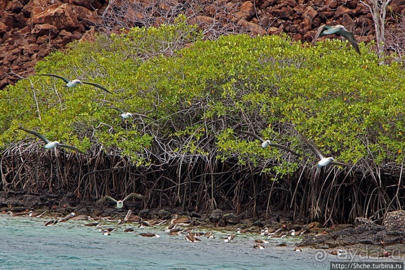 Остров Бальтра — воздушные ворота Галапагосов
