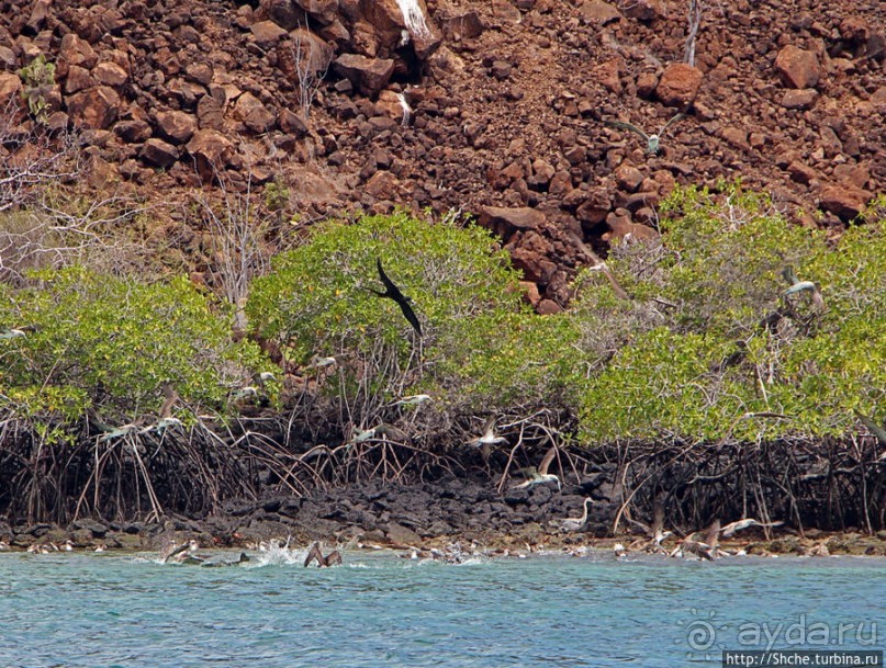 Остров Бальтра — воздушные ворота Галапагосов