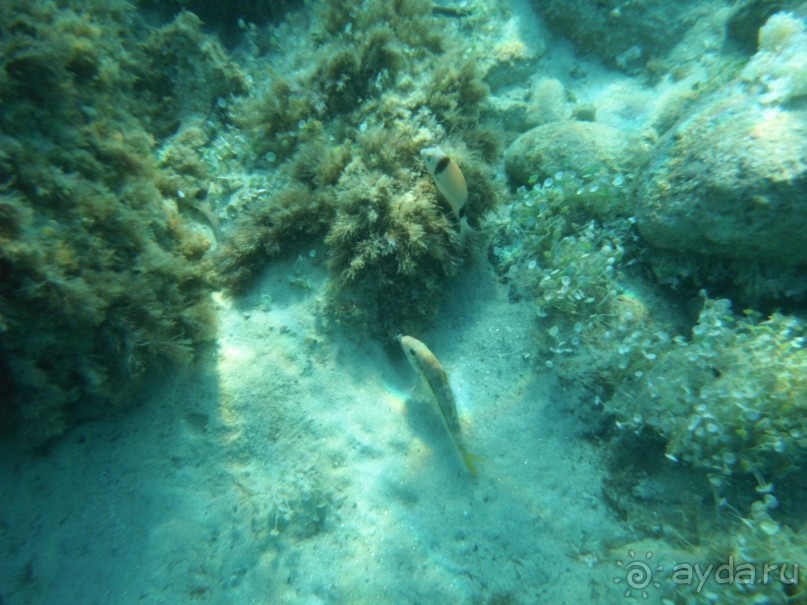 Подводная братва