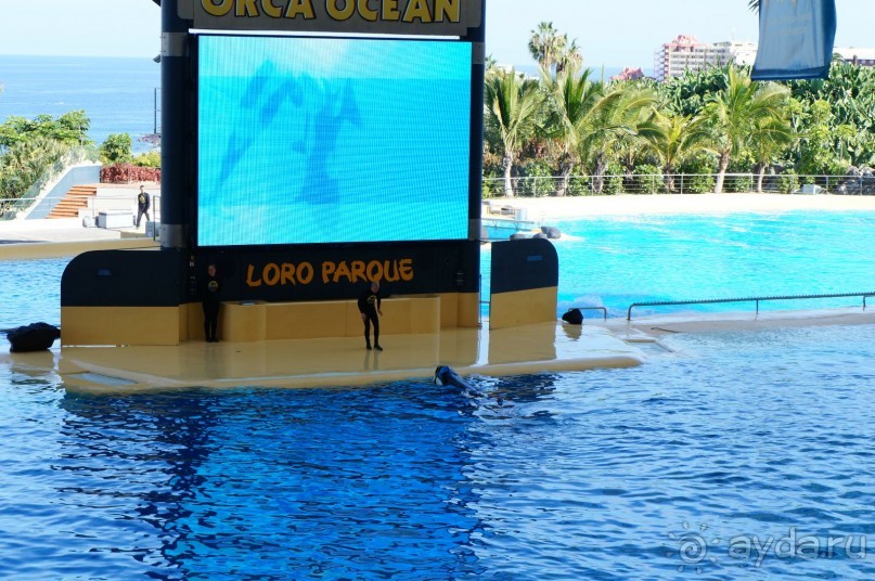 Самый лучший зоопарк - Лоро Парк на Тенерифе