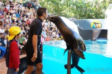 Самый лучший зоопарк - Лоро Парк на Тенерифе