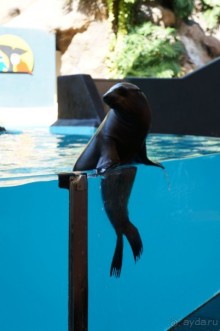 Самый лучший зоопарк - Лоро Парк на Тенерифе