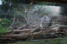 Самый лучший зоопарк - Лоро Парк на Тенерифе