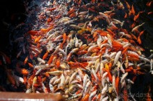 Самый лучший зоопарк - Лоро Парк на Тенерифе