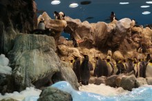 Самый лучший зоопарк - Лоро Парк на Тенерифе