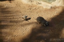 Самый лучший зоопарк - Лоро Парк на Тенерифе