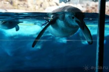 Самый лучший зоопарк - Лоро Парк на Тенерифе