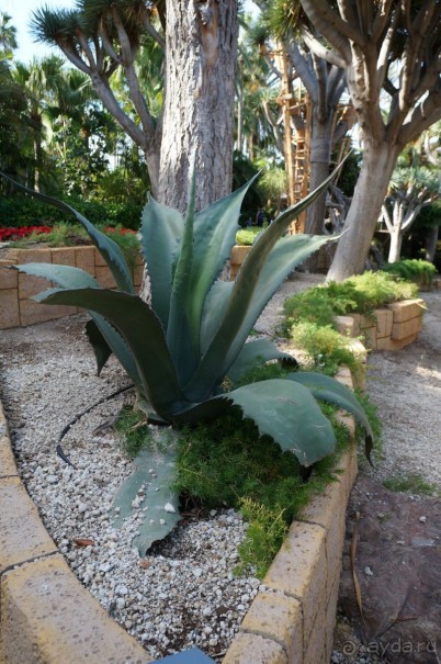 Самый лучший зоопарк - Лоро Парк на Тенерифе