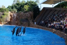 Самый лучший зоопарк - Лоро Парк на Тенерифе