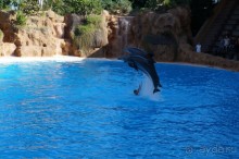 Самый лучший зоопарк - Лоро Парк на Тенерифе