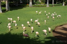 Самый лучший зоопарк - Лоро Парк на Тенерифе