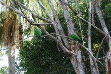 Самый лучший зоопарк - Лоро Парк на Тенерифе