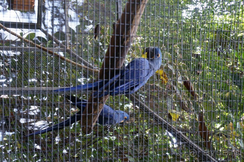Самый лучший зоопарк - Лоро Парк на Тенерифе