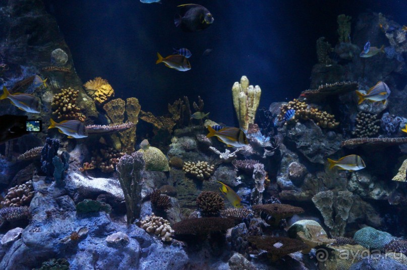 Самый лучший зоопарк - Лоро Парк на Тенерифе